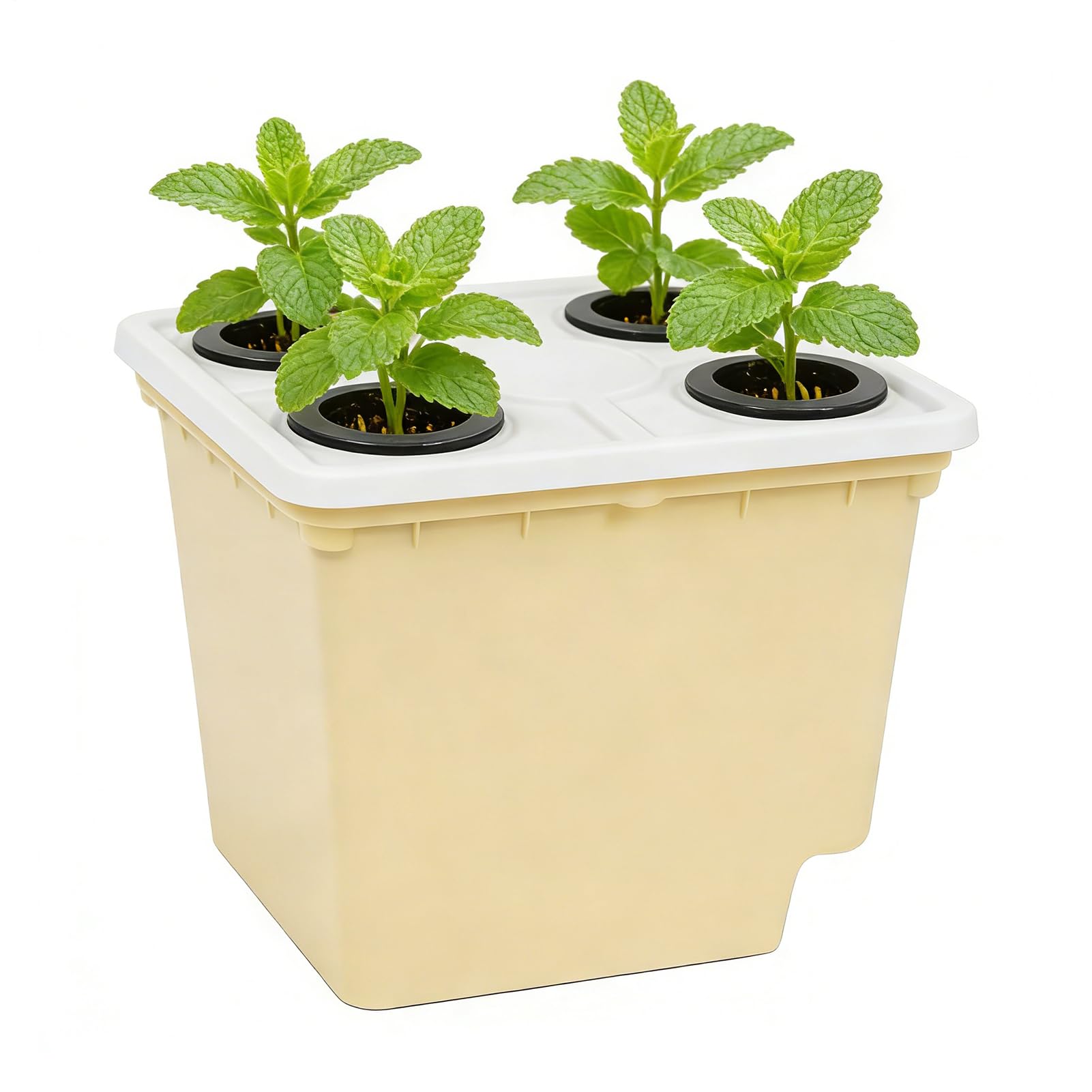 Jardinière hydroponique d'intérieur pour rebord de fenêtre et culture sans sol de tomates