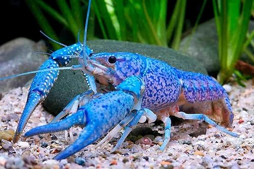 Freshwater Live Lobster Crayfish for Aquarium Fish Tank (Blue)