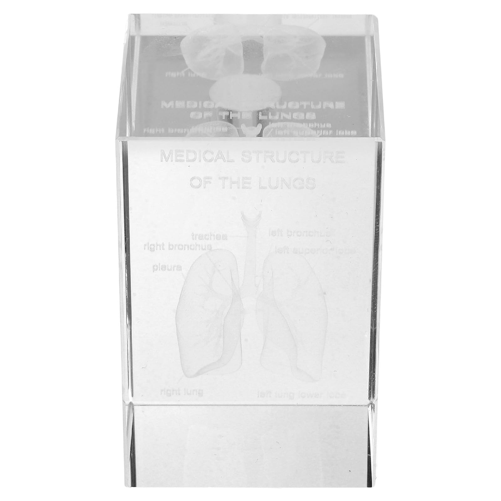 Modèle anatomique pulmonaire 3D, décoration élégante pour bureau médical - 8