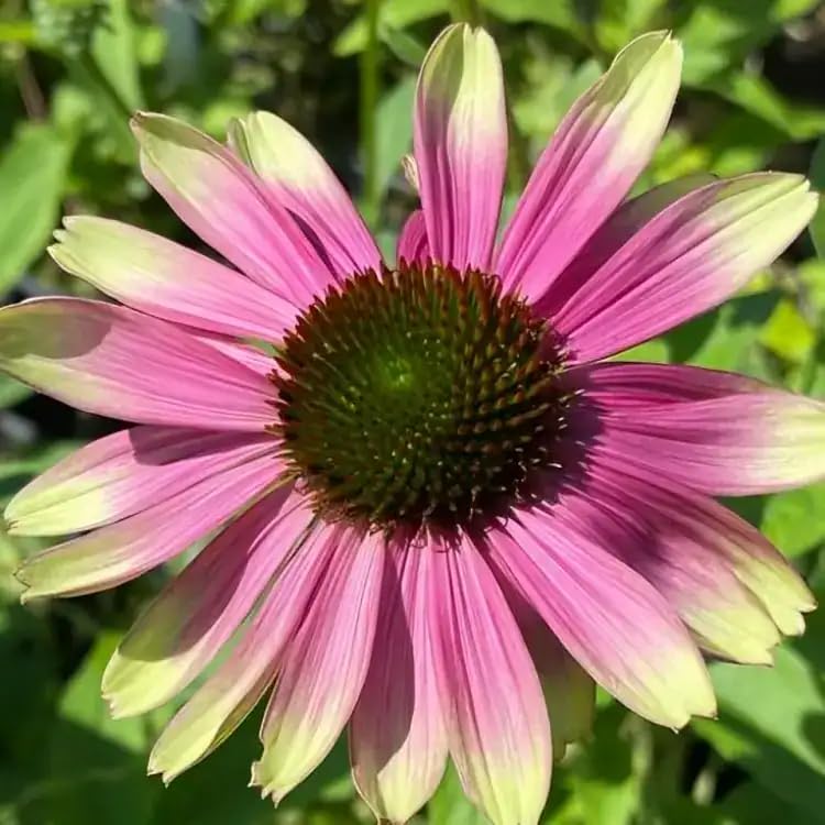 Echinacea 'Sweet Sandia'- Salvia That is Ready to Plant Out- Comes Back Every Year (Hardy) - Flowers from Summer to Autumn- Loved by Bees (Middleton Nurseries) (1 Litre(13cm Pot))
