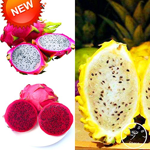 Best-Verkauf! Ses Pitaya Bonsai-Baum-Pflanzen Drachenfruchtsamen Pitaya  Samen Nicht gvo Hylocereus Obst, 100 PCS/Beutel, FHHIN6 : Amazon.de: Garten