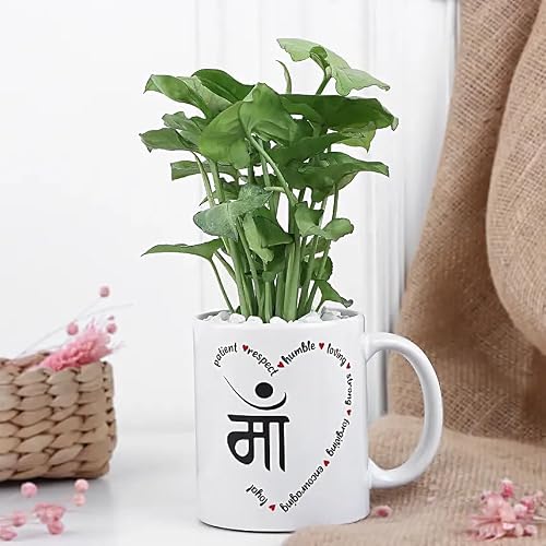 fnp Syngonium Love For Mom| Best Gift For Mom| Best Gift for Mother's Day| Unique & Creative Gifting Ideas For Mummy