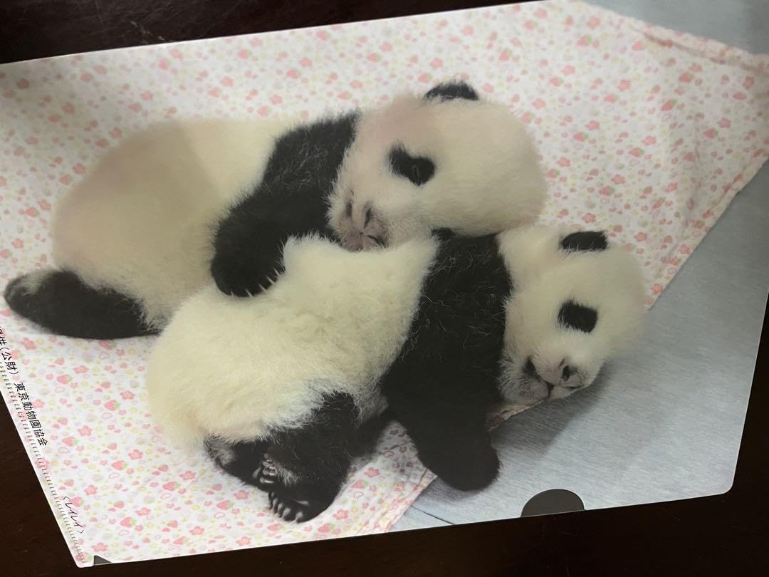Amazon.co.jp: 上野動物園 パンダ クリアファイル シャオシャオ
