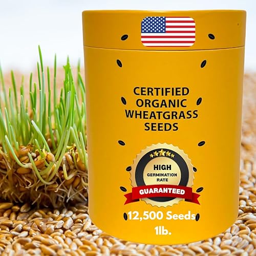 Semillas de pasto de trigo  Semillas de hierba de trigo 100% orgánicas certificadas para germinar  Semillas de hierba de gato, ricas en vitaminas,