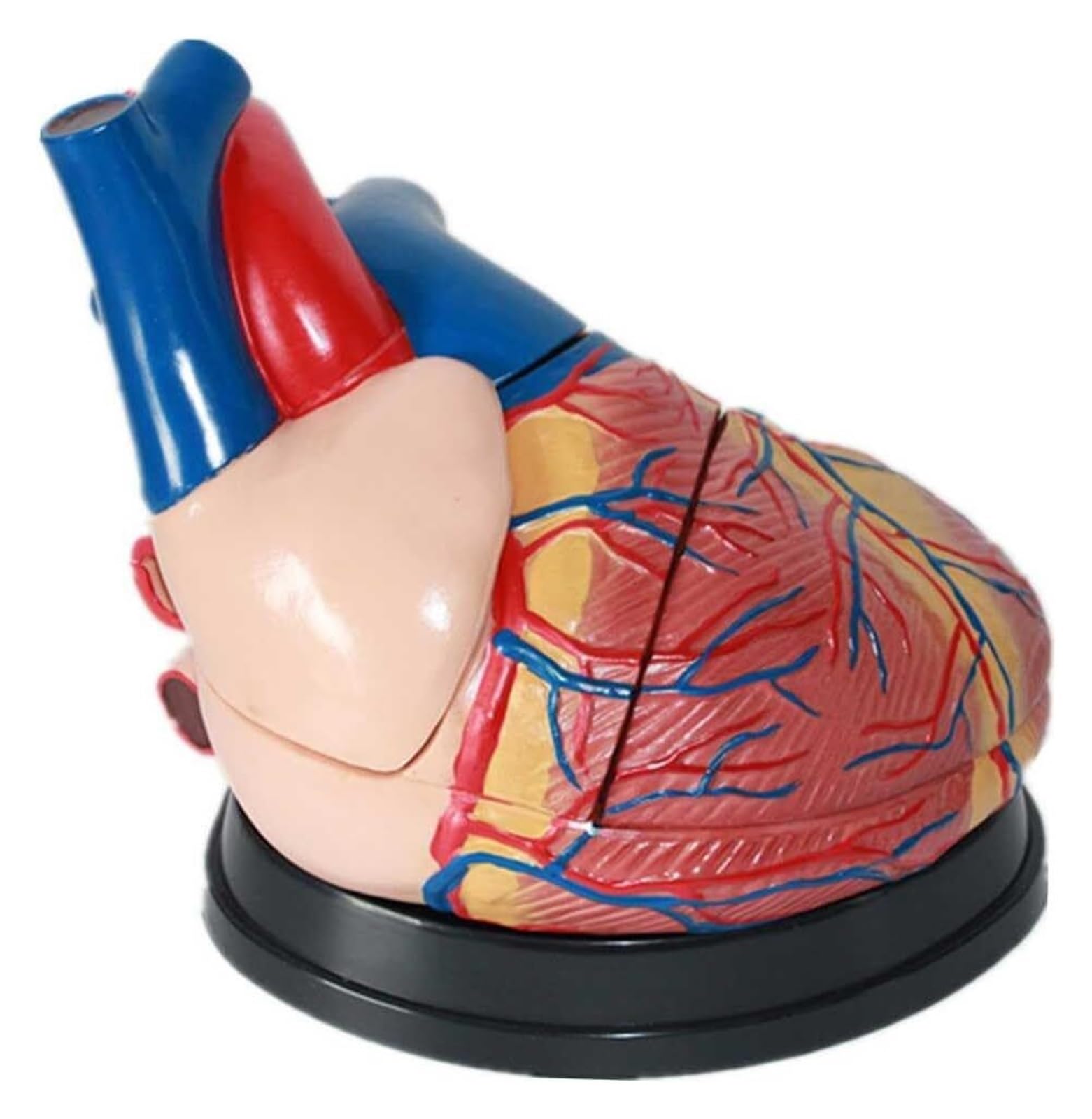 Modèle d'étude cardiaque pour assimiler la structure du cœur