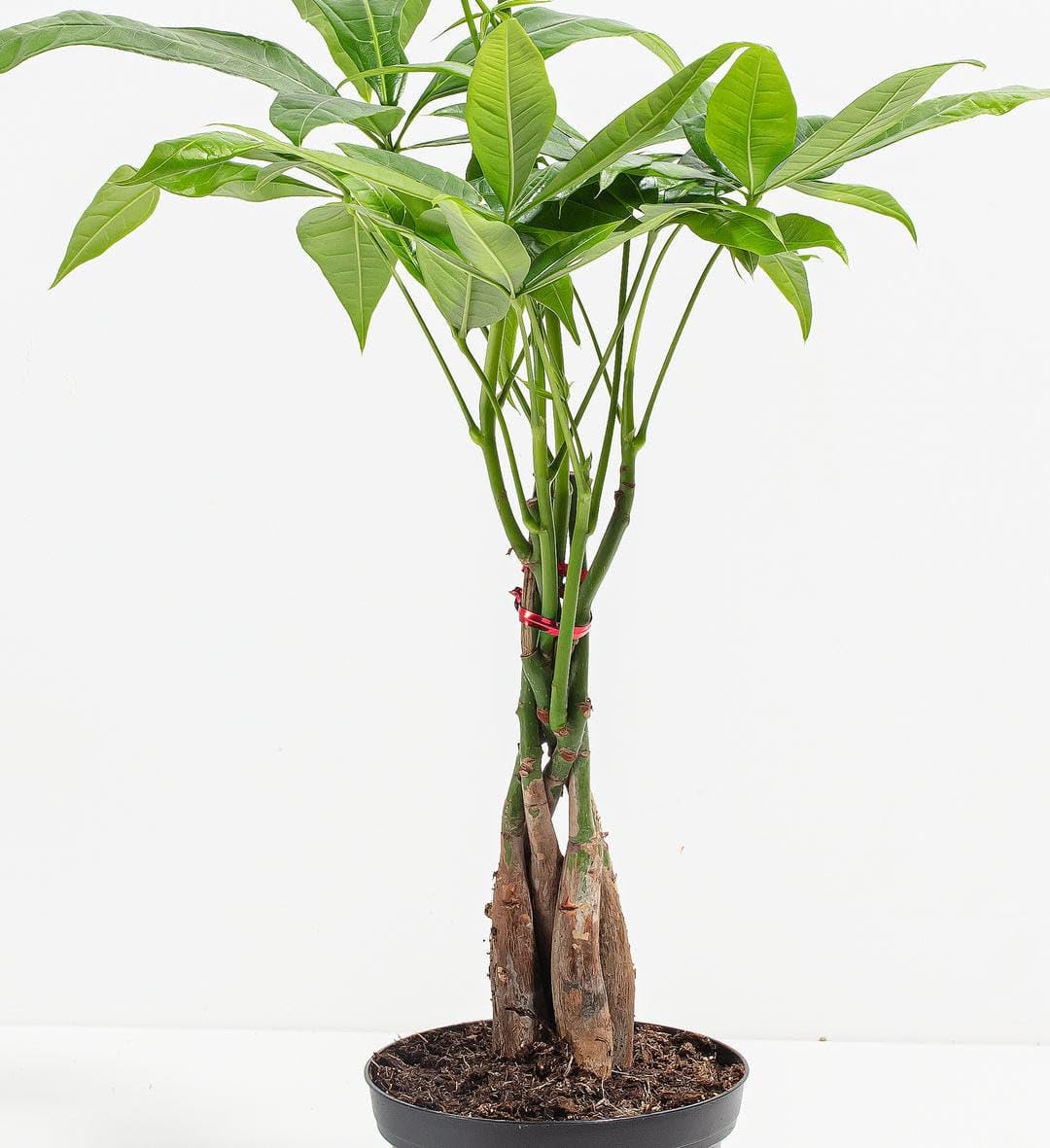 Live Money Tree Plant Pachira Aquatica with Braided Trunk | Lucky Indoor Plant, Home & Office Use, Easy Care, Single Plant Pack, Potted Houseplant | Pack of 1 live plant Withpot-picture-19