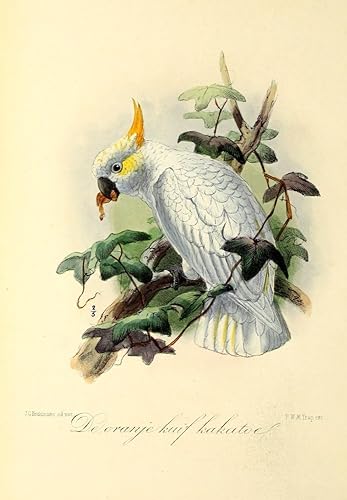 Posterazzi Onze Vogel 1869 - Póster impreso con diseño de cacatúa naranja de J.G. Keulemans (24 x 36 pulgadas)