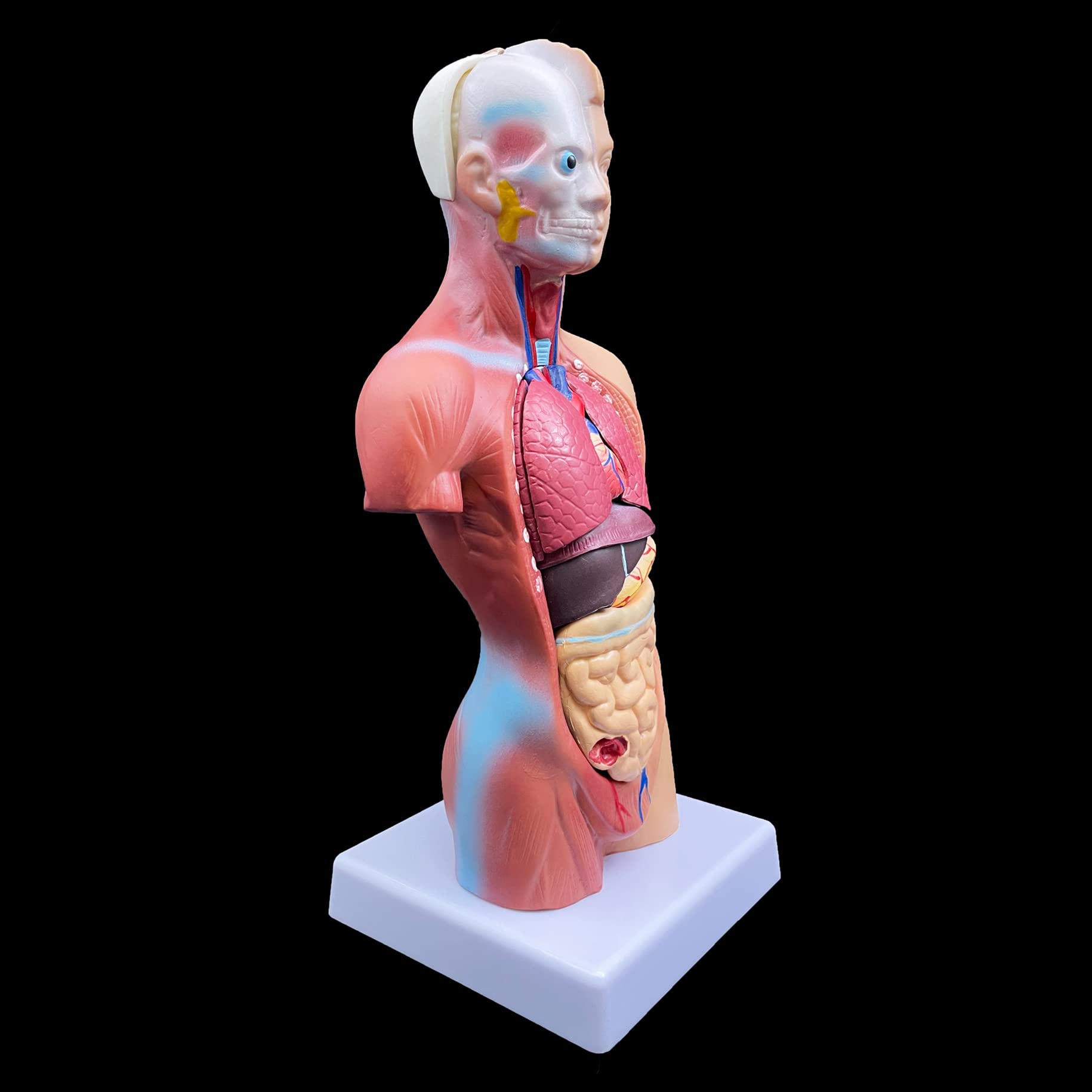 人体模型　Human Torso Anatomically B11_01_Classic-Unisex-Human-