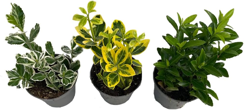 3er Set Euonymus japonicus SPINDELSTRAUCH Japanisches Pfaffenhütchen