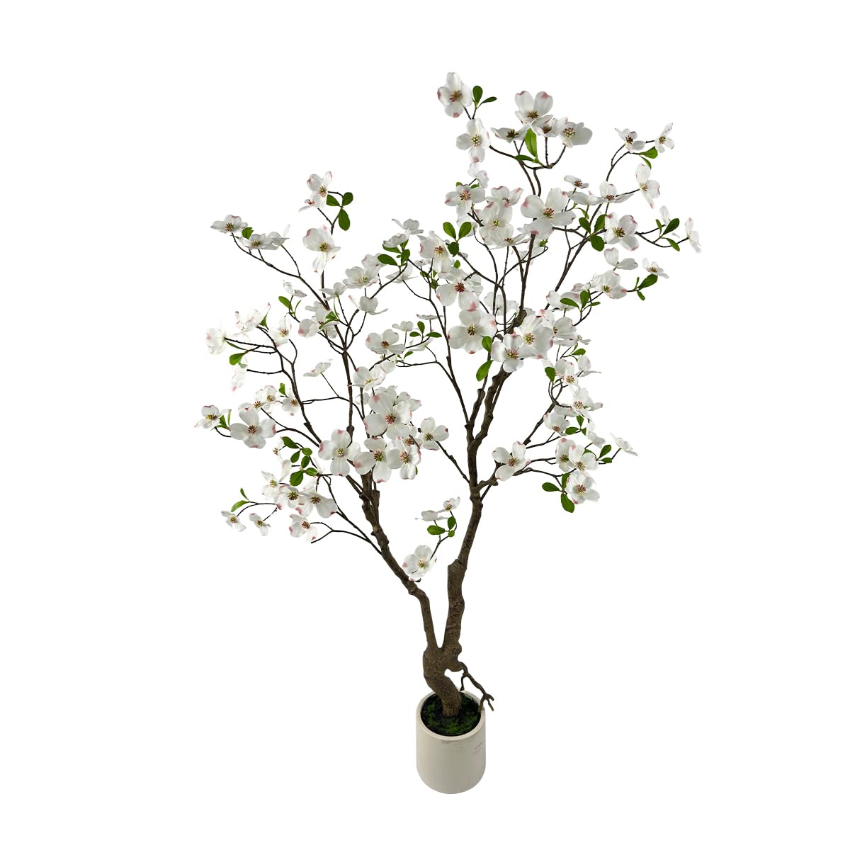 VIGGDA 5ft White Dogwood