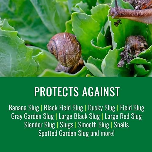 Miniatura 2 de Natria 706190A - Gránulos de cebo matador de caracol y babosas, 1.5 libras