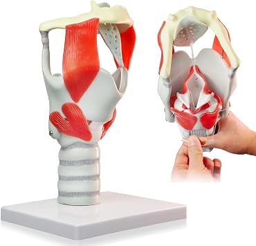 HADWYN 3X Anatomy Larynx Functional Model