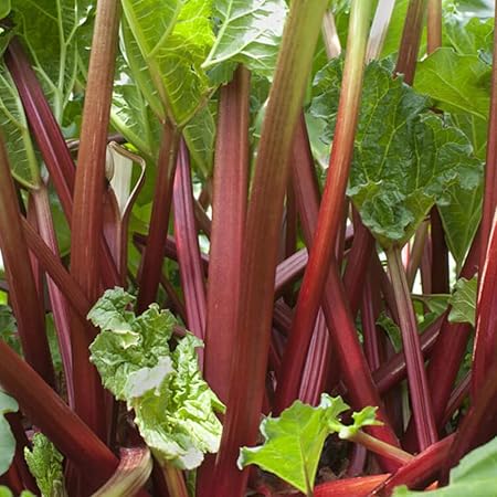 Amazon Co Jp ルバーブ スペシャルレッド 9cmポット苗 2個セット 品種で選べるハーブ 西洋野菜苗 茎が赤い個体を選抜した品種です ルバーブは独特の酸味と食味で日本でも日本でも広く知られるようになってきました 葉柄 軸 の Amazon Co Jp ルバーブ スペシャルレッド 9cmポット苗 2個セット 品種で選べるハーブ 西洋野菜苗 茎が赤い個体を選抜した品種です ルバーブは独特の酸味と食味で日本でも日本でも広く知られるようになってきました 葉柄 軸 の