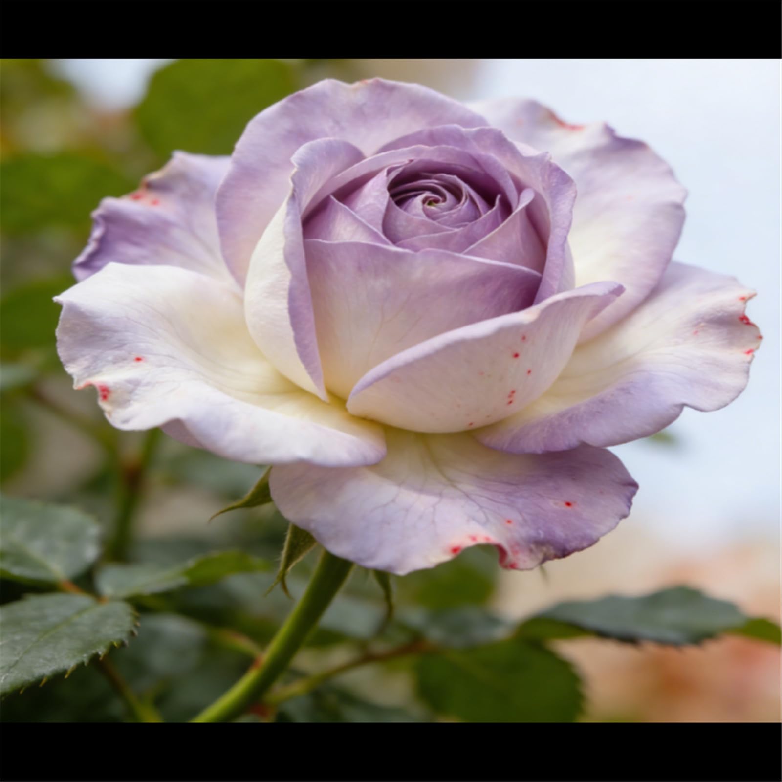 Miniature Rose Shrub - Dwarf Variety, Highly Saturated Flowers, Perfect for Outdoor Potted Decoration/That Grow Fast/Golden Jade Carving-2 Root-D