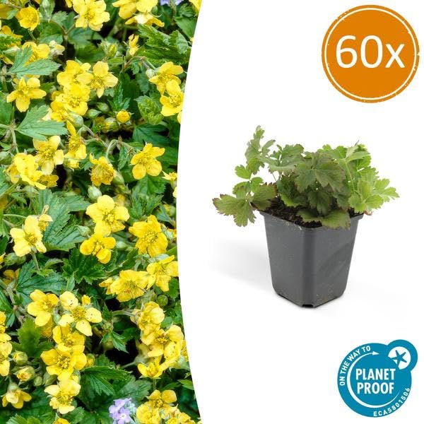 Waldsteinie Waldsteinia ternata Sonnig & 60 Pflanzen Ø9 cm 10-25 cm