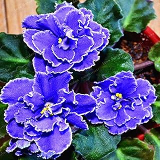 . 100 PCS SaintPaulia Ionantha Bonsai Beautiful Plant Bonsai Bonsai of The African Fiore Violet Bonsai DIY Bonsai Plants Domestic Garden: 2: Only Seeds
