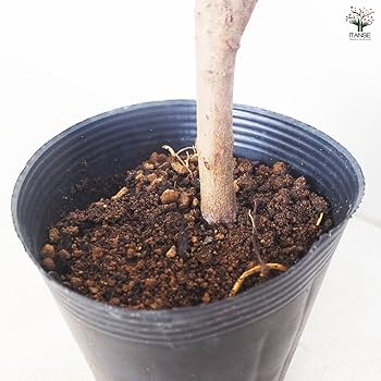 ライチ苗　実付き　8号　品種　ジャカパット ライチ苗 実付き 8号 品種 ジャカパット ライチ苗 品種