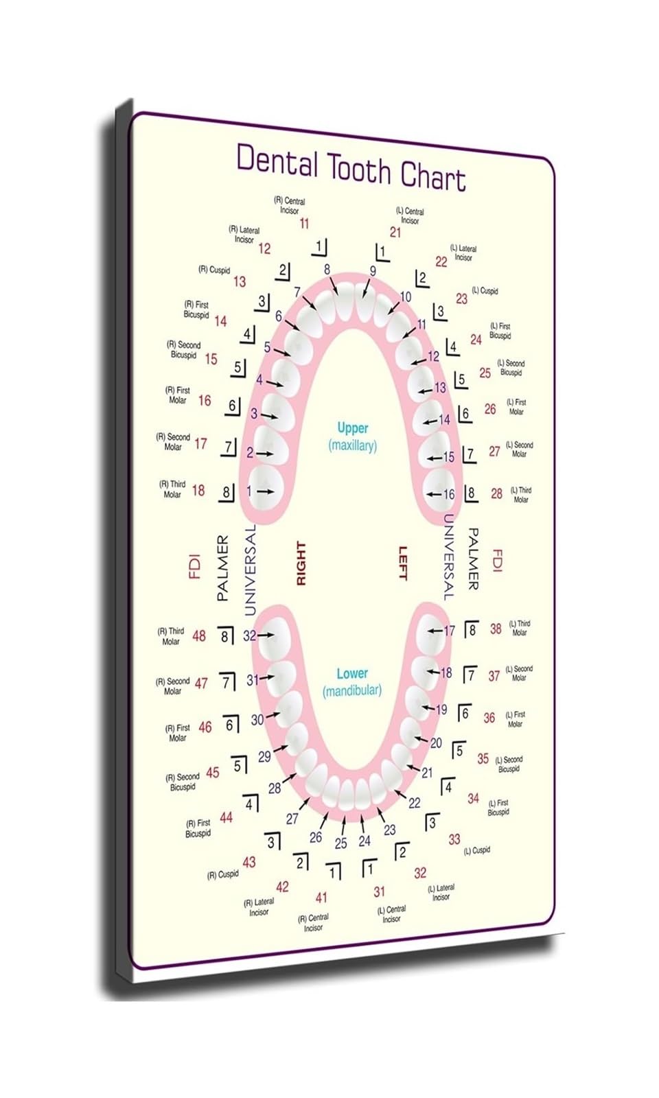 MDBJTCYZN Numbering System Tooth Chart Poster ADA Notation Canvas Wall-Art Print for Clinic Office Decor(Framed,16X24inch(40X60cm))