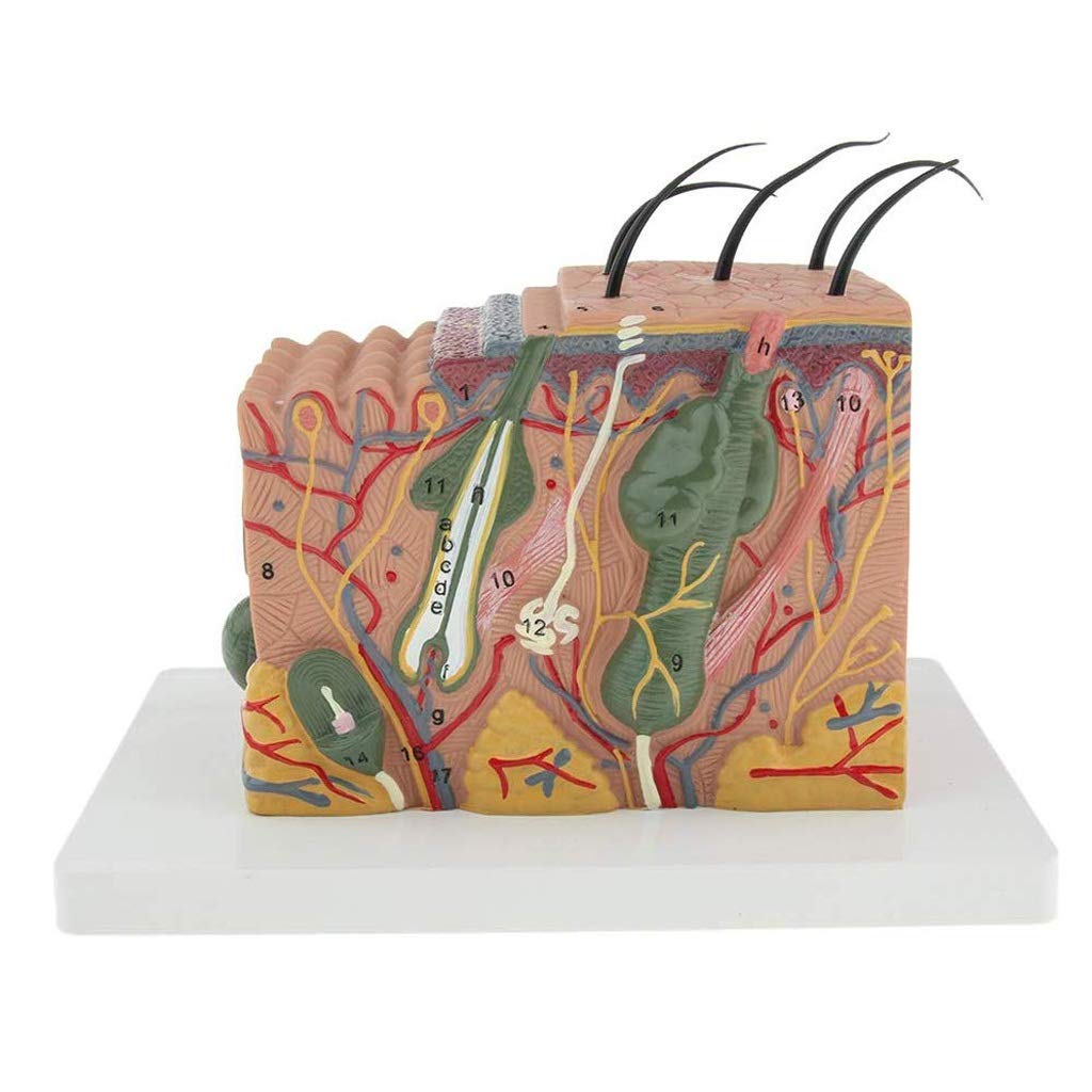 Mocinawon Human skin injection model suture module skin suture exercise, skin cross-section model medical education tool commonly used skin human anatomy copy