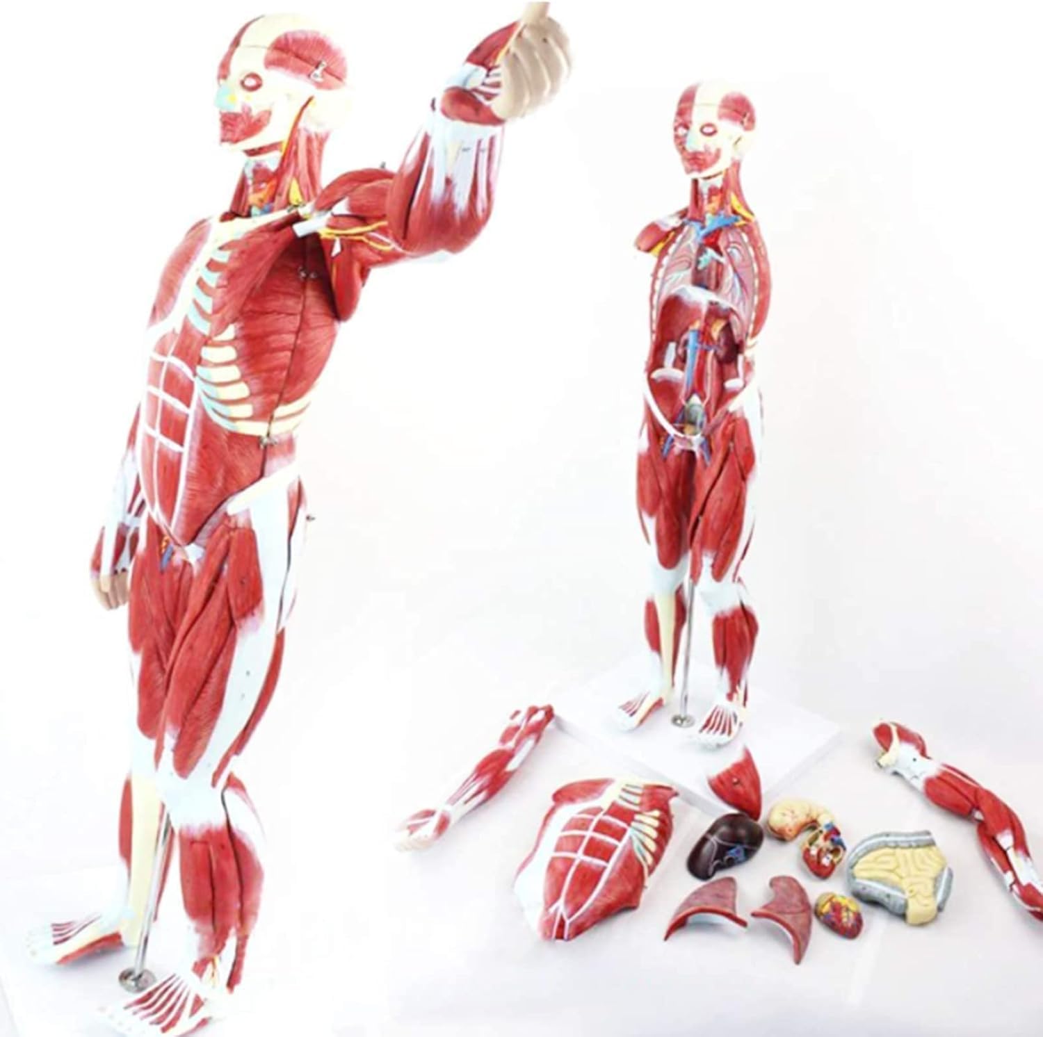 Model Ludzkiej Anatomii Mięśniowej Wyjmowanej Anatomii Ludzkiej (z Narządami Wewnętrznymi) Dla Materiałów Edukacyjnych Medycznych