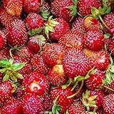 200 piezas semillas de fresa árboles frutales orgánicos comprar maceta fresa semillas de fresa Fragaria ananassa frutas frescas plantas de balcón planta trepadora resistente plantas de
