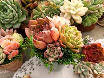 Amazon.co.jp: 10+2S【公式ラインお友達追加でプラス2苗プレゼント Amazon.co.jp: 10+2S【公式ラインお友達追加でプラス2苗プレゼント