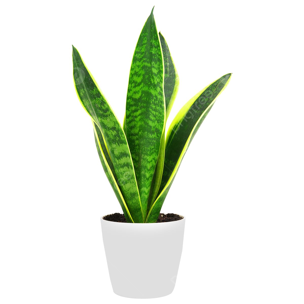 Snake Plant, Indoor Live Plant, 70-90 cm Tall, Air Purifying, Pack of 1-image-44