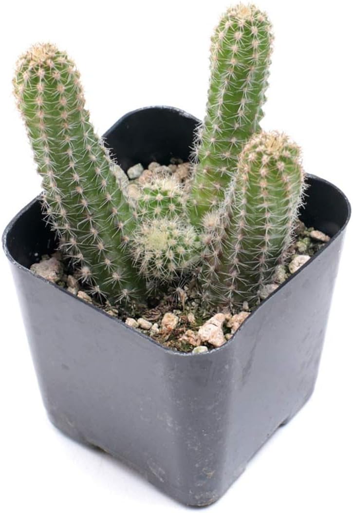 Mountain Crest Gardens Cactus Bulk Pack - 25 Live Plants, 5 of Each Variety, Rooted in 2 Inch Pots - Real Cacti for DIY Arrangements, Displays & Desert-Themed Décor