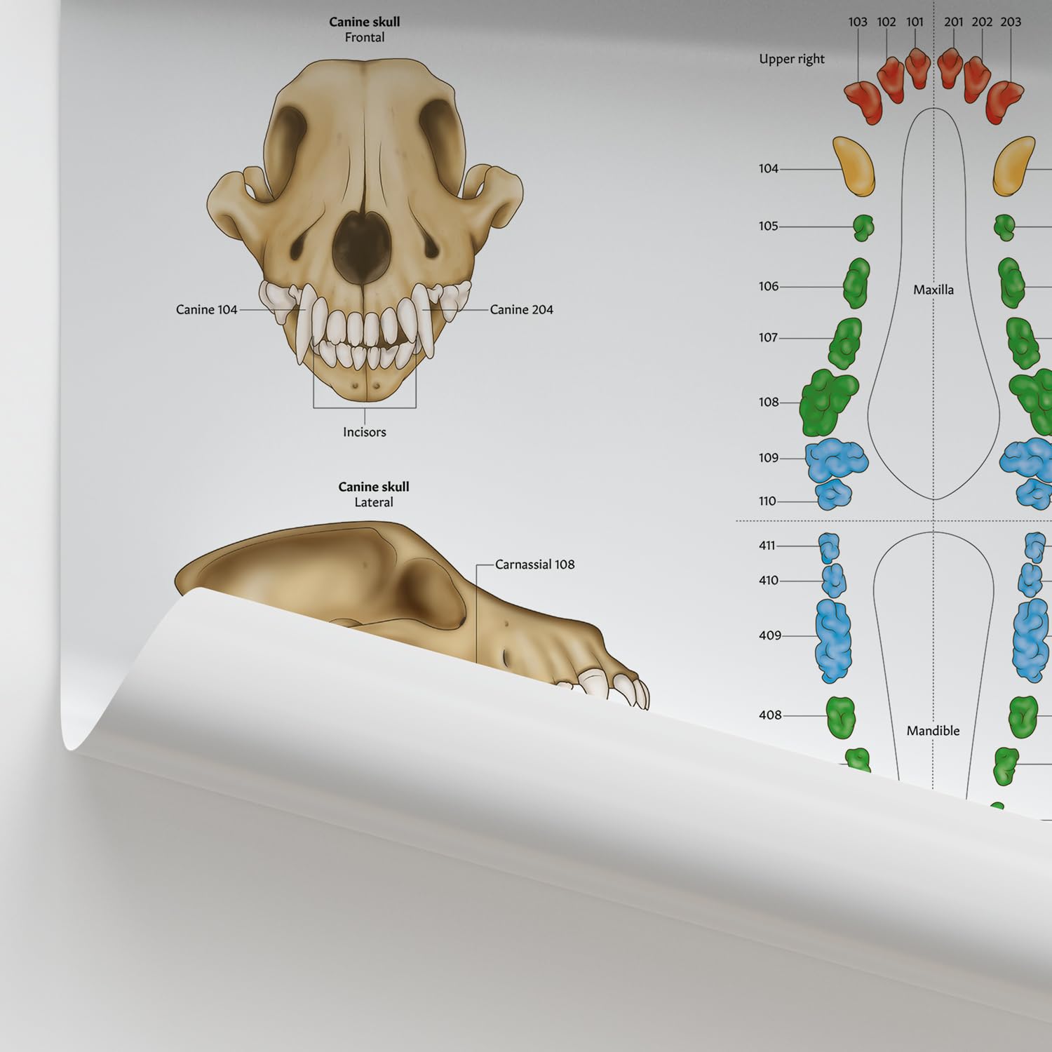 AnatomyStuff Canine Dental Map Poster/Diagramm, 24 x 60 cm, 45,7 x 61 cm, Hundezahnanatomie, Tierzahnmedizin-Diagramm, Tierarzt-Poster