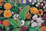 Potseed Mezcla de Flores Campestres +3.000 Varias Plantas Semillas