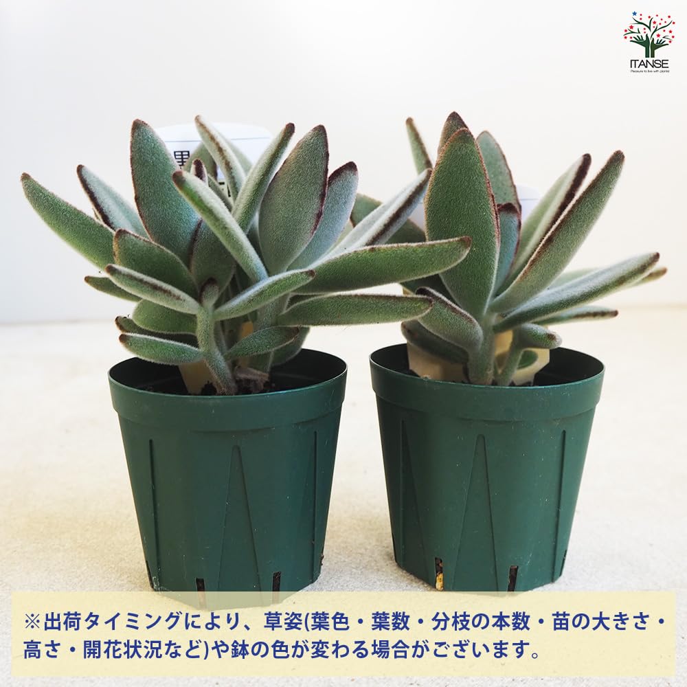 Amazon｜ITANSE 黒兎耳 2.5号 1個売り 多肉植物 K. tomentosa f