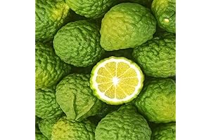 Live Lime Trees Bearing Citrus Fruit: Your Tropical Dream Brought to Life