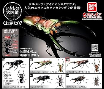 Amazon | いきもの大図鑑くわがた07《エラフスホソアカクワガタ