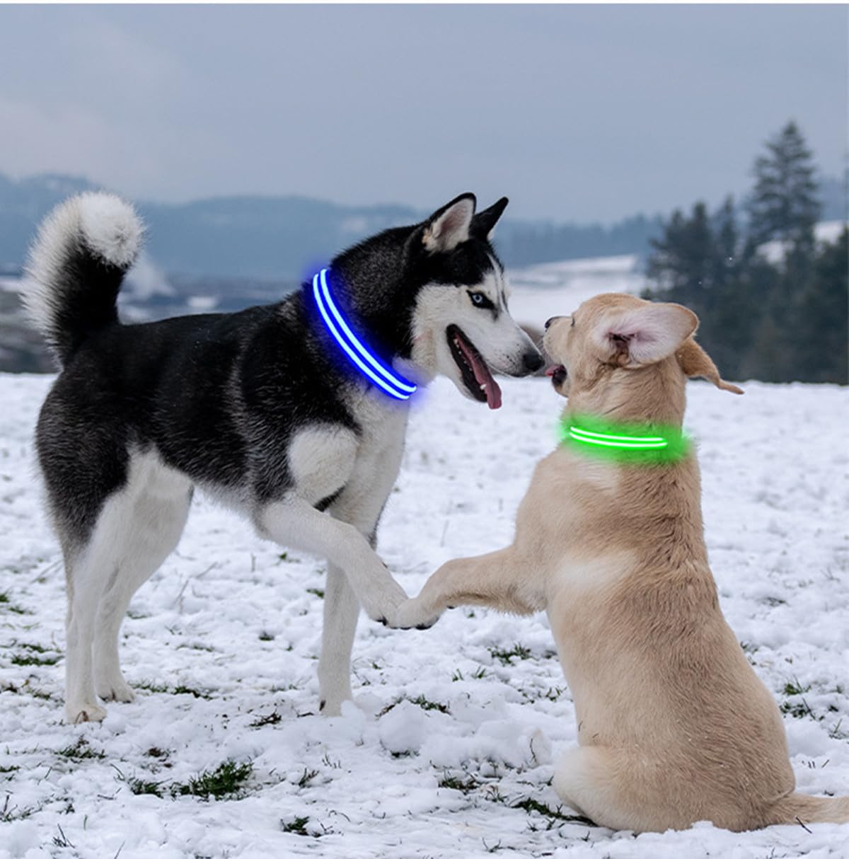 Collar de Perro led, Encendido del Collar del Perro Impermeable Carga USB Parpadeante Collar del Perro LED 3 Modos para Perros pequeños medianos Grandes (M, Rosa)
