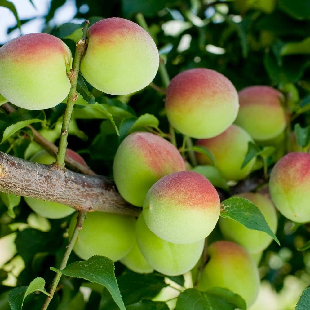 南高梅　成木　樹齢8年 南高梅 成木 樹齢8年 南高梅 成木 樹齢8年