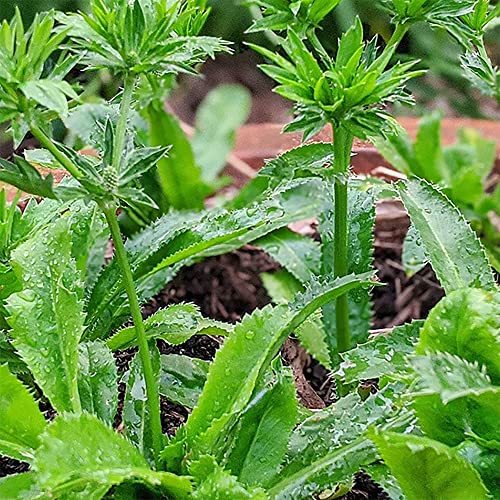Qauzuy Garden 200 Premium Culantro Recao (Chadon Beni) Mexican Coriander Seeds, Non-Gmo Heirloom Herb Seed To Plant Garden Outdoor, Fast-Growing & Easy To Harvest #TOP2