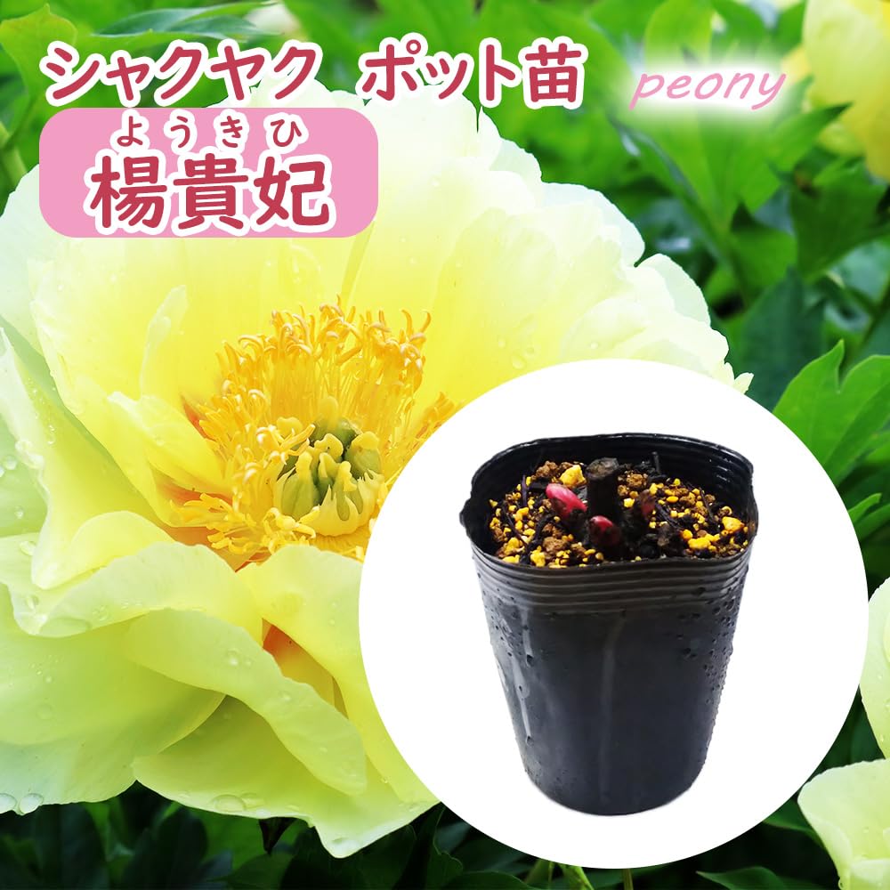 リュウスイさま専用芍薬　ピオニー　かぐや姫　ポットごと　05 〜07　株分け苗 リュウスイさま専用芍薬 ピオニー かぐや姫 ポットごと 05 〜07 株分け