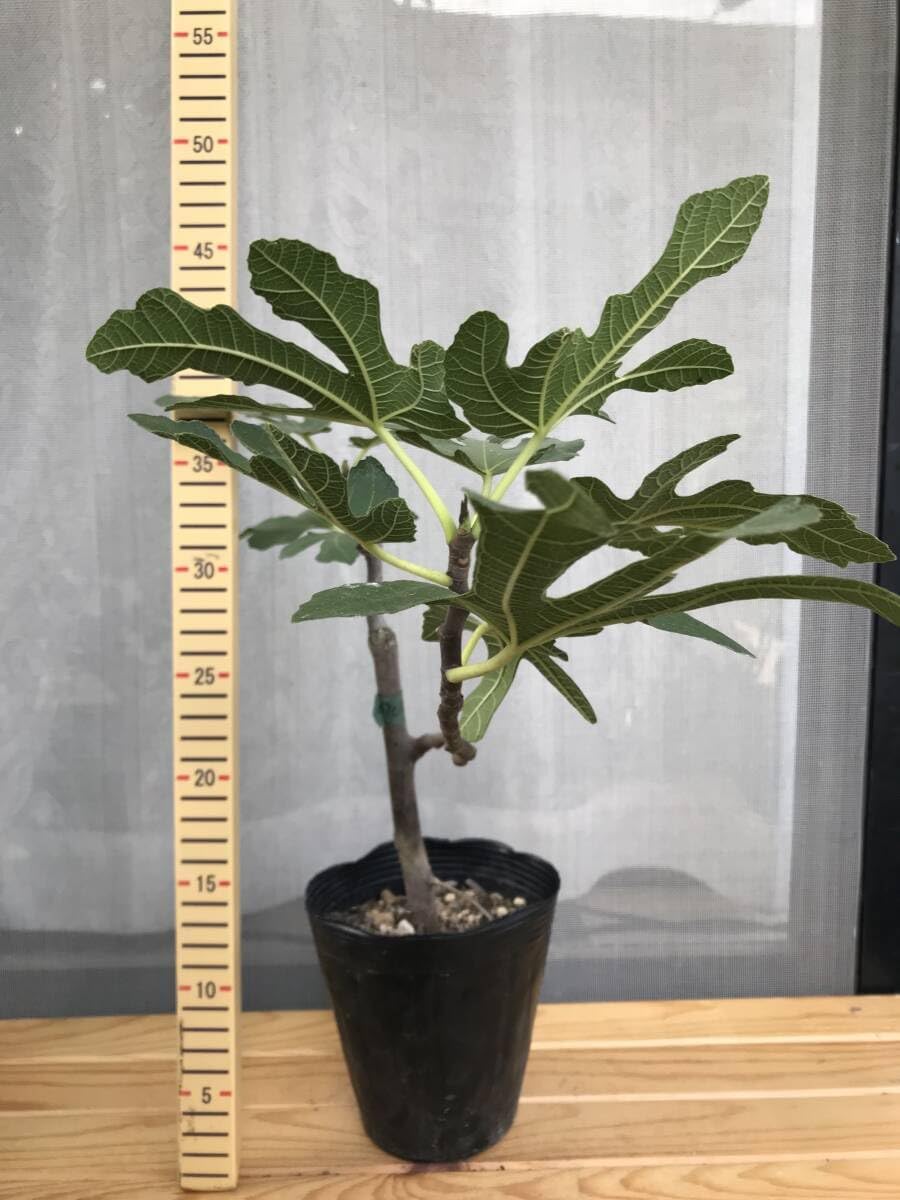 イチジク　タコマバイオレット　マルティースビューティ　ロングネック　BP 他　苗 イチジク タコマバイオレット マルティースビューティ ロングネック BP