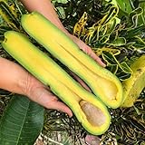 No CA, 2-3 Feet Avocado Plant, Long Neck Avocado in 3 Gallon Pot, Live Avocado Tree Grafted for Planting
