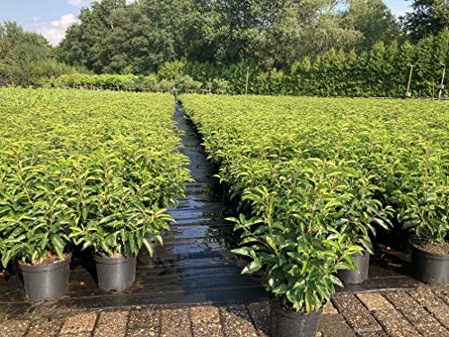 10st. Portugiesischer Kirschlorbeer 60-80cm XXL Buschig im Topf Kirschlorbeer Prunus lusitanica 'Angustifolia' Lorbeer Gartenhecke Sichtschutz Hecke