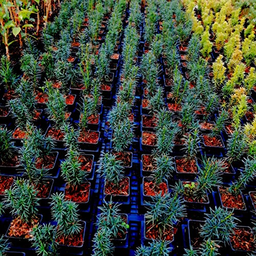 Schmale Säuleneibe Taxus baccata Fastigiata Robusta im 0,5 L Topf