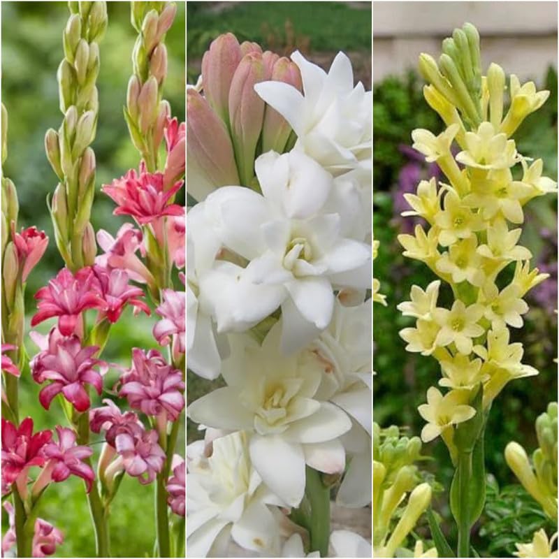 Tuberose bulbs double,rajnigandha double petal all season hybrid (Pack of 8 Multicolour bulbs)-image-7