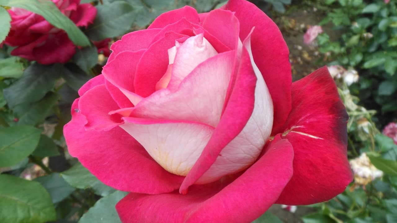 'Always Remembered' Hybrid Tea Rose Bush - 5.5lt Potted, Large Salmon Pink Fragrant Blooms