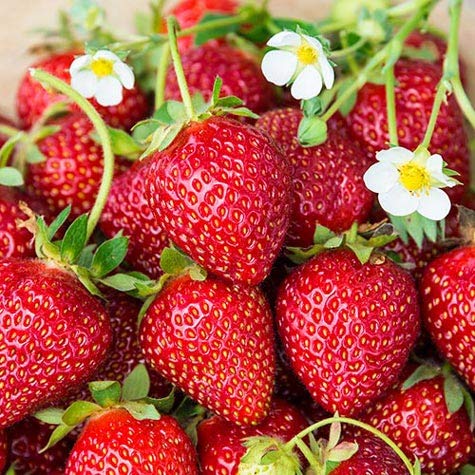 100Pcs Fruit Seeds Set Dragon Fruit Seeds Strawberries Strawberry Seeds 100Pcs Non-Gmo #TOP2