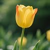 Tulip&Tulip Bulbs for Planting Now UK&Hardy Perennial,Tulip Plants UK,Excellent Display-A-4 Bulbs