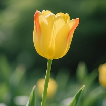 Tulip&Tulip Bulbs for Planting Now UK&Hardy Perennial,Tulip Plants UK,Excellent Display-A-4 Bulbs