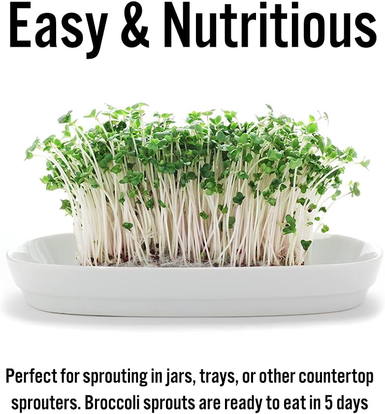 1 lb Broccoli Sprouting Seeds - Perfect for Sprouting & Microgreens, Rich in Sulforaphane, USA Grown (Resealable Bag) - Image 6