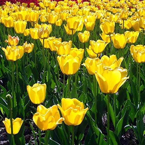easyshop 5pcs bulbi di Tulipano Giallo Frange Hamilton Tulipa Seme gesneriana Fiore