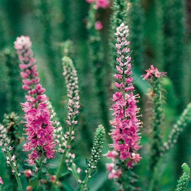 Carbeth Plants Veronica Spicata Mix Red Fox 1 x 9cm Pot - Hardy Perennial Spiked Speedwell Plants for Borders, Cottage Gardens & Pollinators - Long Flowering Summer Colour - Easy to Grow UK