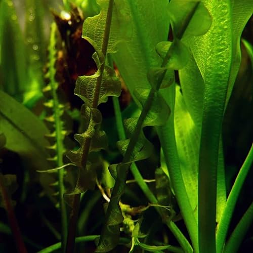 Miniatura 5 de Greenpro  3 bombillas Aponogeton Longiplumulosus US Farm - Plantas de acuario vivas de agua dulce de EE.UU. para decoración de peceras